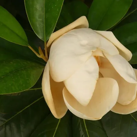 Garden House Katerina